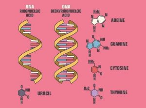 PrudentBiotech.com ~ RNA and DNA ~ Shutterstock