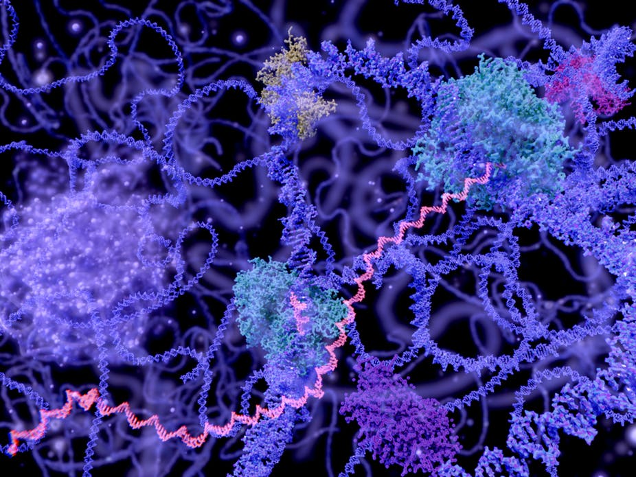 Cell nucleus with RNA ~ PrudentBiotech.com