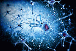 Prudentbiotech.com ~ Neurons