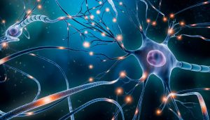 Prudentbiotech.com ~ Brain Neurons