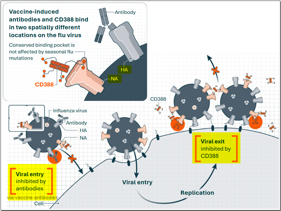 1-CDTX-Mechanism